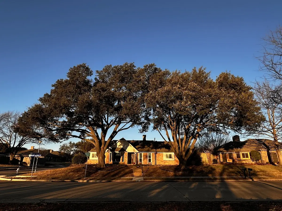 Established residential canopy tree shading a home in Franklin